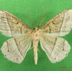 018 Heterocera (FV) Geometridae IMG_4381WTMK.jpg