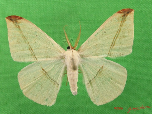 019 Heterocera (FD) Geometridae IMG_4452WTMK.jpg