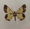 023 Heterocera (FD) Geometridae Zamarada sp m IMG_4774WTMK.jpg