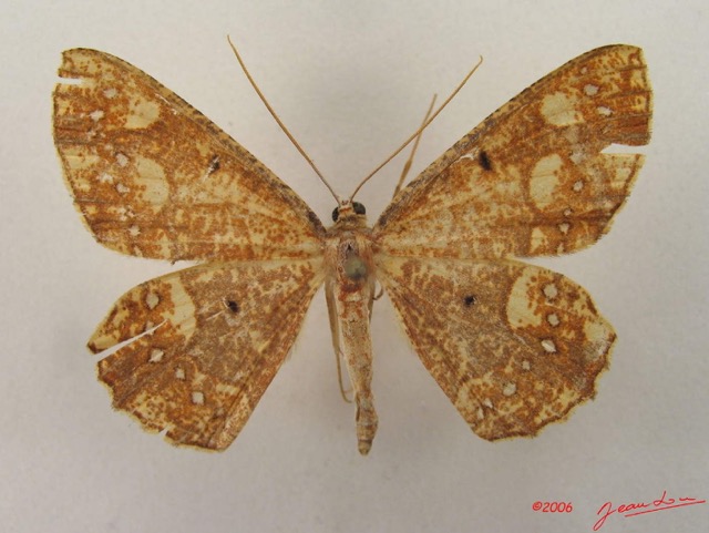 025 Heterocera (FD) Geometridae IMG_4802WTMK.jpg
