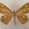 025 Heterocera (FD) Geometridae IMG_4802WTMK.jpg