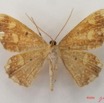 026 Heterocera (FV) Geometridae IMG_4805WTMK.jpg