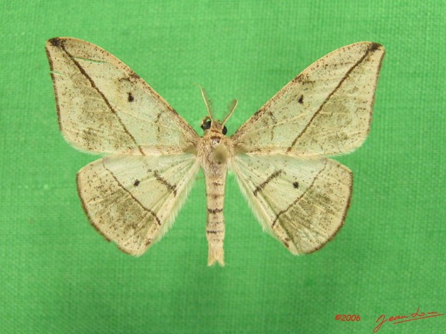 027 Heterocera (FD) Geometridae IMG_4860WTMK.jpg