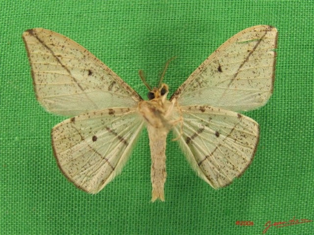028 Heterocera (FV) Geometridae IMG_4861WTMK.jpg
