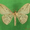 028 Heterocera (FV) Geometridae IMG_4861WTMK.jpg
