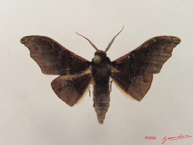 029 Heterocera (FD) Geometridae Ennominae m IMG_4972WTMK.jpg