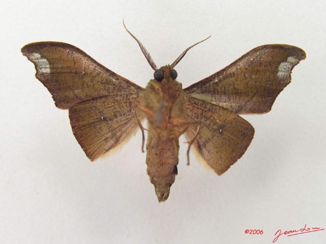 030 Heterocera (FV) Geometridae Ennominae m IMG_4973WTMK.jpg