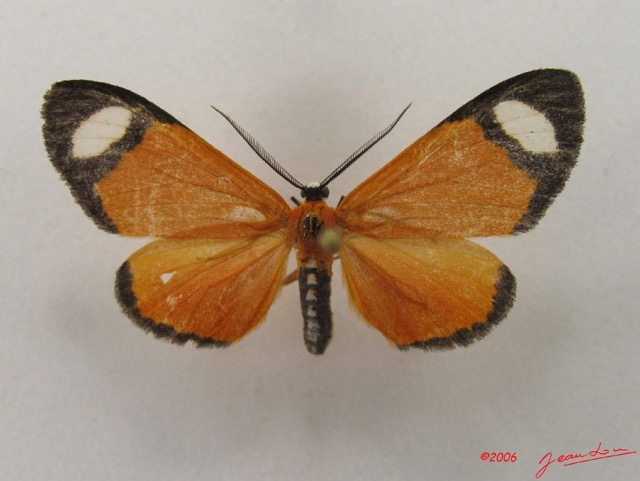 033 Heterocera (FD) Geometridae IMG_4994WTMK.jpg