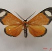 033 Heterocera (FD) Geometridae IMG_4994WTMK.jpg