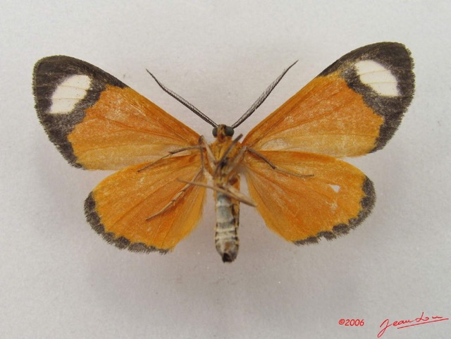 034 Heterocera (FV) Geometridae IMG_4997WTMK.jpg