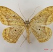 035 Heterocera (FD) Geometridae Ennominae IMG_5044WTMK.jpg