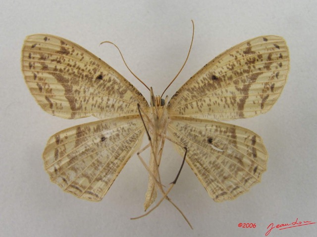 036 Heterocera (FV) Geometridae Ennominae IMG_5050WTMK.jpg
