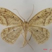036 Heterocera (FV) Geometridae Ennominae IMG_5050WTMK.jpg