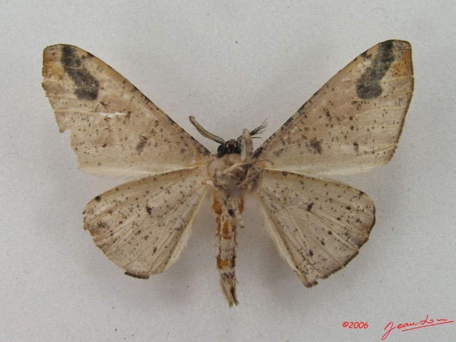 038 Heterocera (FV) Geometridae Ennominae m IMG_5115WTMK_1.jpg