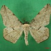 039 Heterocera (FD) Geometridae IMG_1423WTMK.jpg