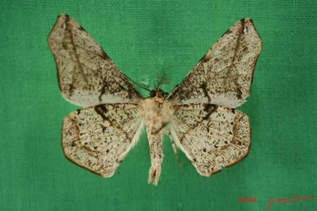 040 Heterocera (FV) Geometridae IMG_1424WTMK.jpg