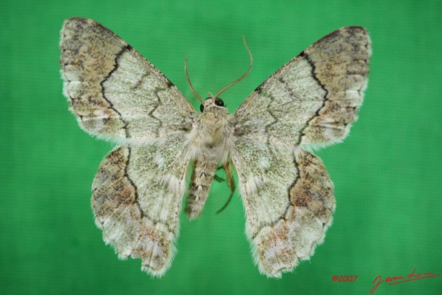 041 Heterocera (FD) Geometridae IMG_3369WTMK.jpg