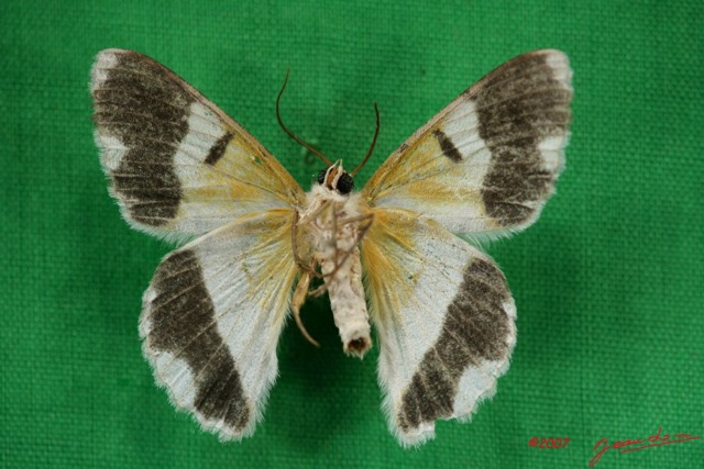 042 Heterocera (FV) Geometridae IMG_3370WTMK.jpg