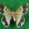 042 Heterocera (FV) Geometridae IMG_3370WTMK.jpg