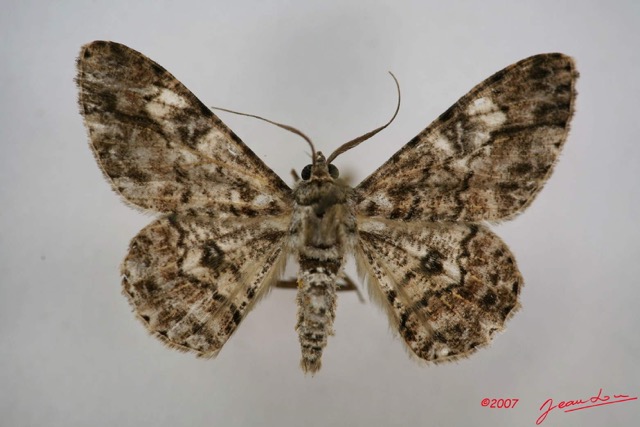 043 Heterocera (FD) Geometridae IMG_3910WTMK.jpg