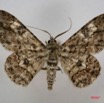 043 Heterocera (FD) Geometridae IMG_3910WTMK.jpg