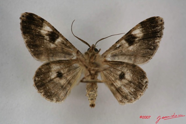 044 Heterocera (FV) Geometridae IMG_3911WTMK.jpg