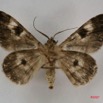 044 Heterocera (FV) Geometridae IMG_3911WTMK.jpg