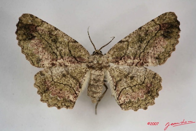 045 Heterocera (FD) Geometridae IMG_3977WTMK.jpg