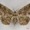 045 Heterocera (FD) Geometridae IMG_3977WTMK.jpg