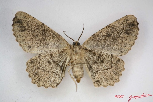 046 Heterocera (FV) Geometridae IMG_3980WTMK.jpg