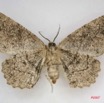 046 Heterocera (FV) Geometridae IMG_3980WTMK.jpg