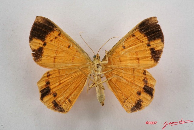 052 Heterocera (FV) Geometridae 7IMG_4983WTMK.jpg
