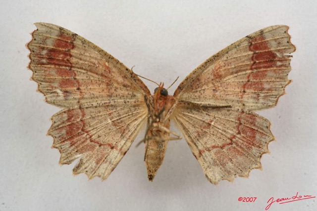 054 Heterocera (FV) Geometridae 7IMG_5018WTMK.jpg