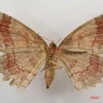054 Heterocera (FV) Geometridae 7IMG_5018WTMK.jpg