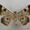 056 Heterocera (FV) Geometridae Boarmiinae f 7IMG_4965WTMK.jpg