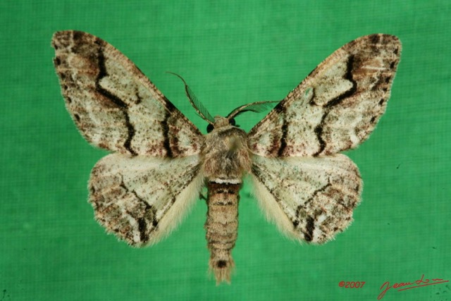 057 Heterocera (FD) Geometridae 7IMG_5729WTMK.jpg