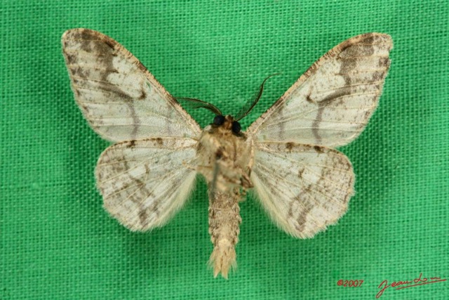 058 Heterocera (FV) Geometridae 7IMG_5731WTMK.jpg