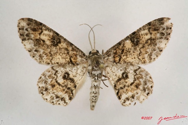 059 Heterocera (FD) Geometridae 7IMG_6490WTMK.jpg