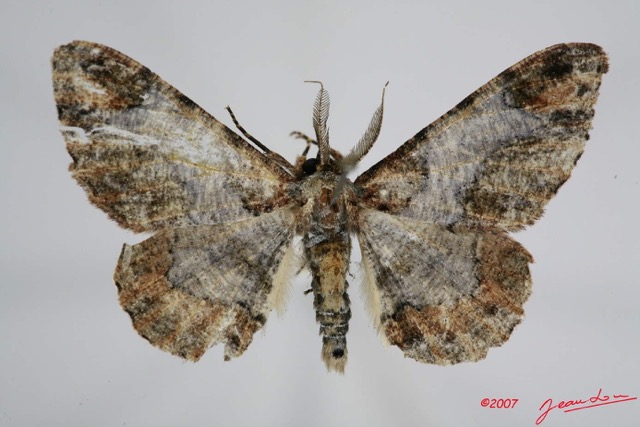063 Heterocera (FD) Geometridae 7IMG_8562WTMK.jpg