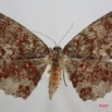 065 Heterocera (FD) Geometridae 7IMG_8572WTMK.jpg