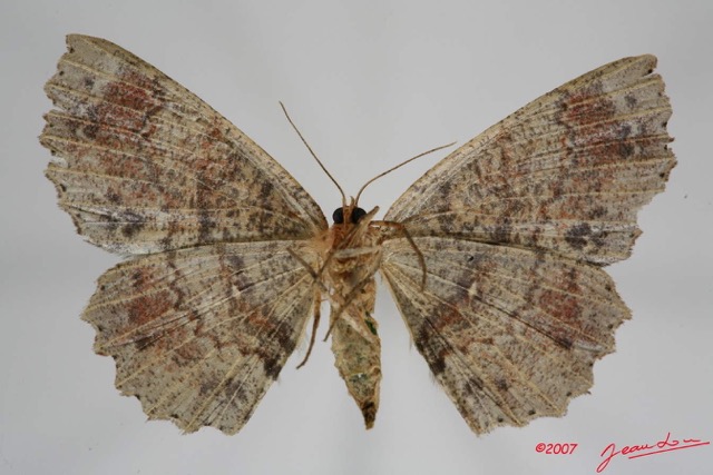 066 Heterocera (FV) Geometridae 7IMG_8578WTMK.jpg