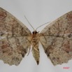 066 Heterocera (FV) Geometridae 7IMG_8578WTMK.jpg