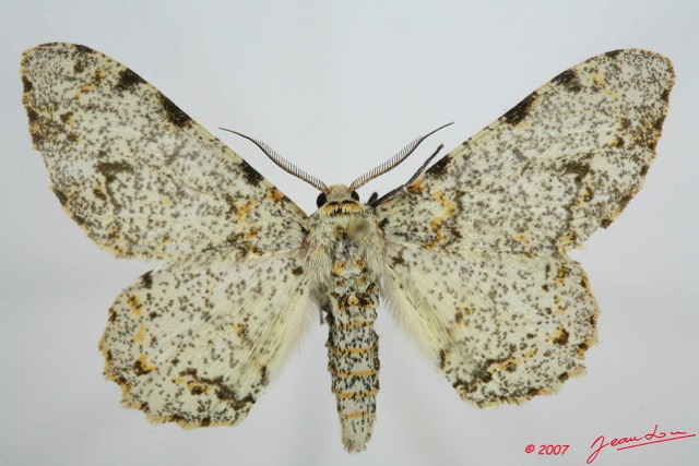 077 Heterocera (FD) Geometridae 7EIMG_0123WTMK.jpg