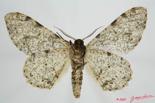 078 Heterocera (FV) Geometridae 7EIMG_0126WTMK.jpg