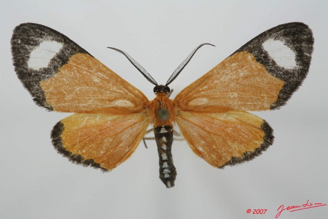 079 Heterocera (FD) Geometridae m 7EIMG_2330WTMK.jpg