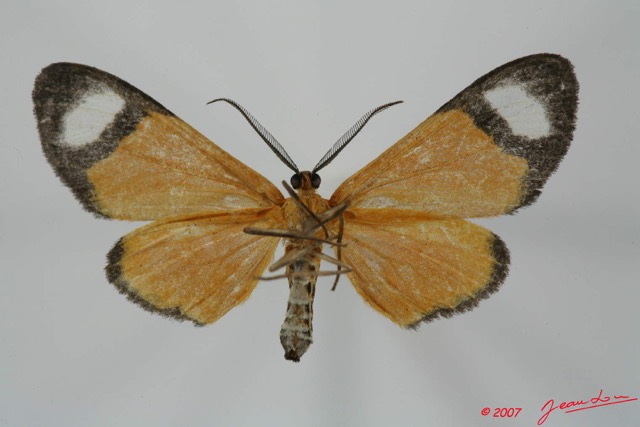 080 Heterocera (FV) Geometridae m 7EIMG_2335WTMK.jpg