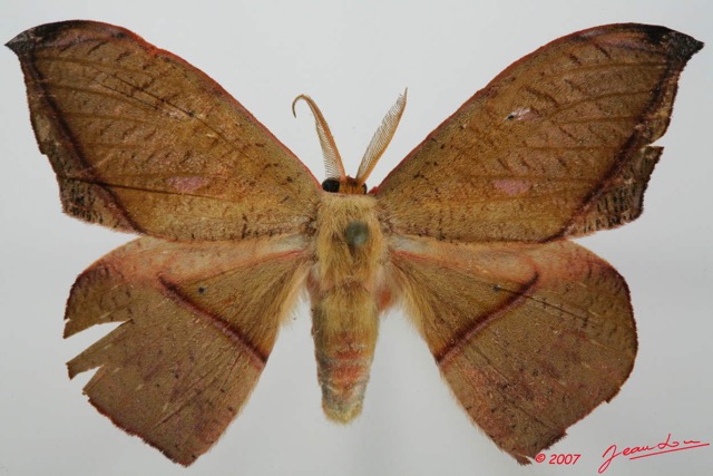 081 Heterocera (FD) Geometridae 7EIMG_2397WTMK.jpg