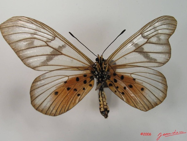 002 Lepidoptera (FV) Nymphalidae Heliconiinae IMG_2057WTMK.JPG