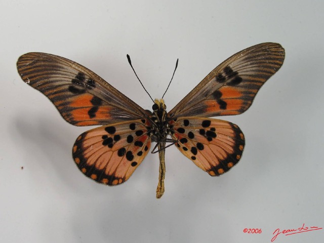 004 Lepidoptera (FV) Nymphalidae Heliconiinae IMG_2060WTMK.JPG