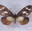 017 Lepidoptera (FD) Nymphalidae Heliconiinae IMG_3296WTMK.JPG